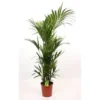 None Kentia 27cm House Plant