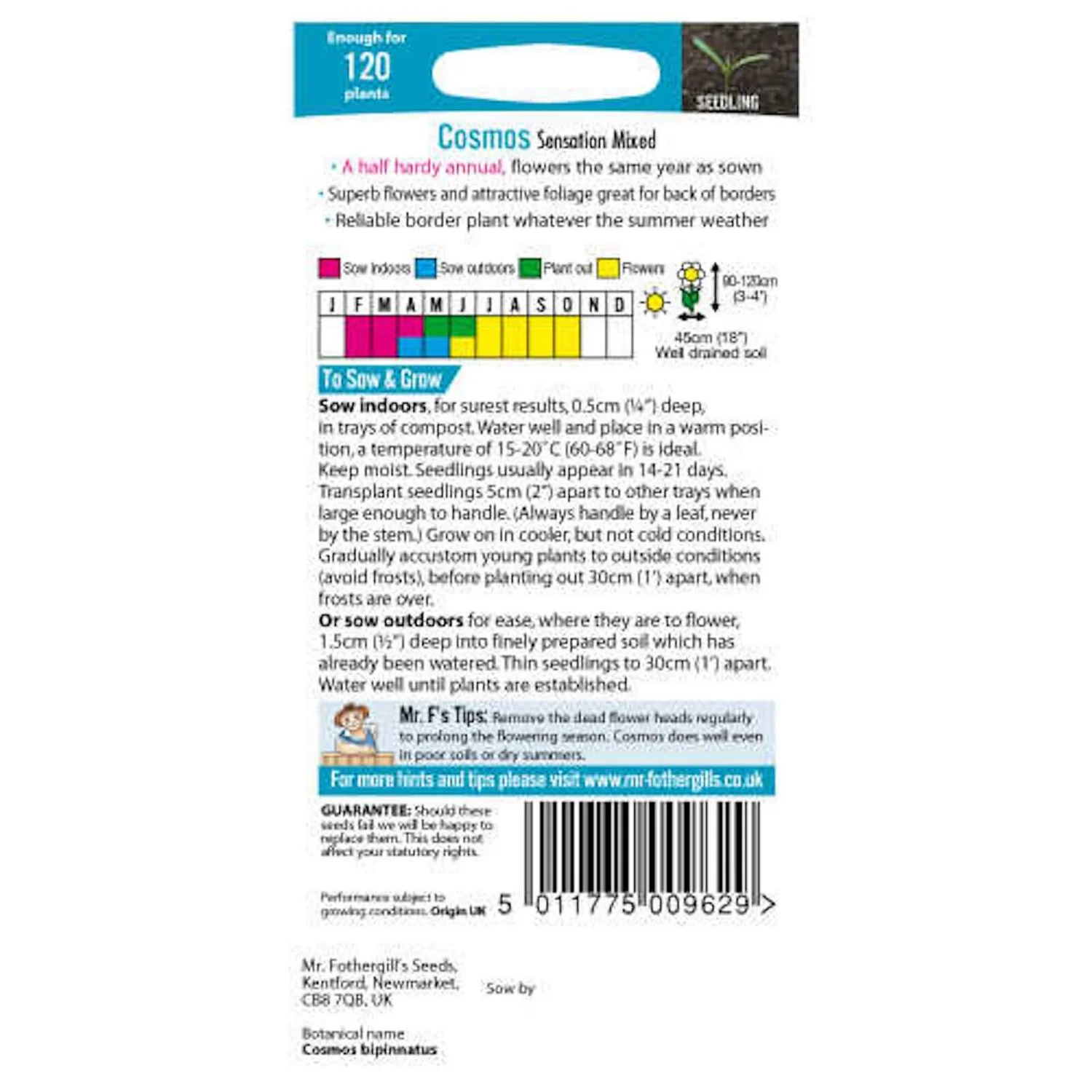Mr. Fothergill's Cosmos Sensation Mixed Seeds 2 Mr. Fothergill's Cosmos Sensation Mixed Seeds - Image 2