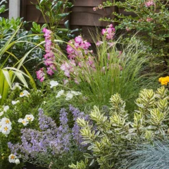 Sunny Border Collection - 4m X 60cm -Garden & Outdoors 12811254 3175034640137987