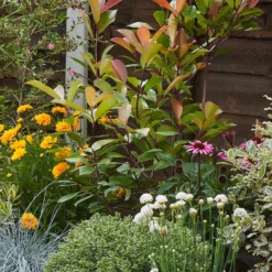 Sunny Border Collection - 8m X 90cm -Garden & Outdoors 12811337 1615034640717245