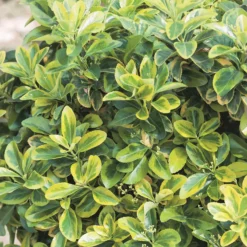 Euonymus Mix 17cm