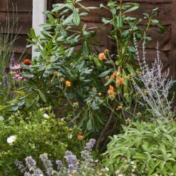 Sensory Border 5m X 40cm -Garden & Outdoors 12827228 6895034599418831