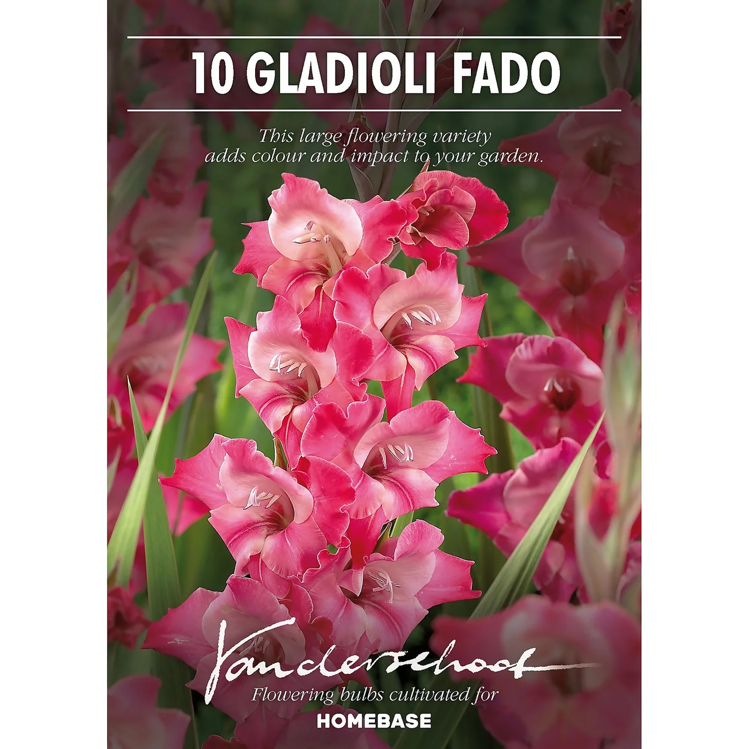 None Large Flowering Gladioli Fado Flower Bulbs 2 None Large Flowering Gladioli Fado Flower Bulbs - Image 2