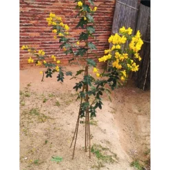 10 Pack Bamboo Canes - 1.2m/4ft -Garden & Outdoors 12885363 9384952637997167