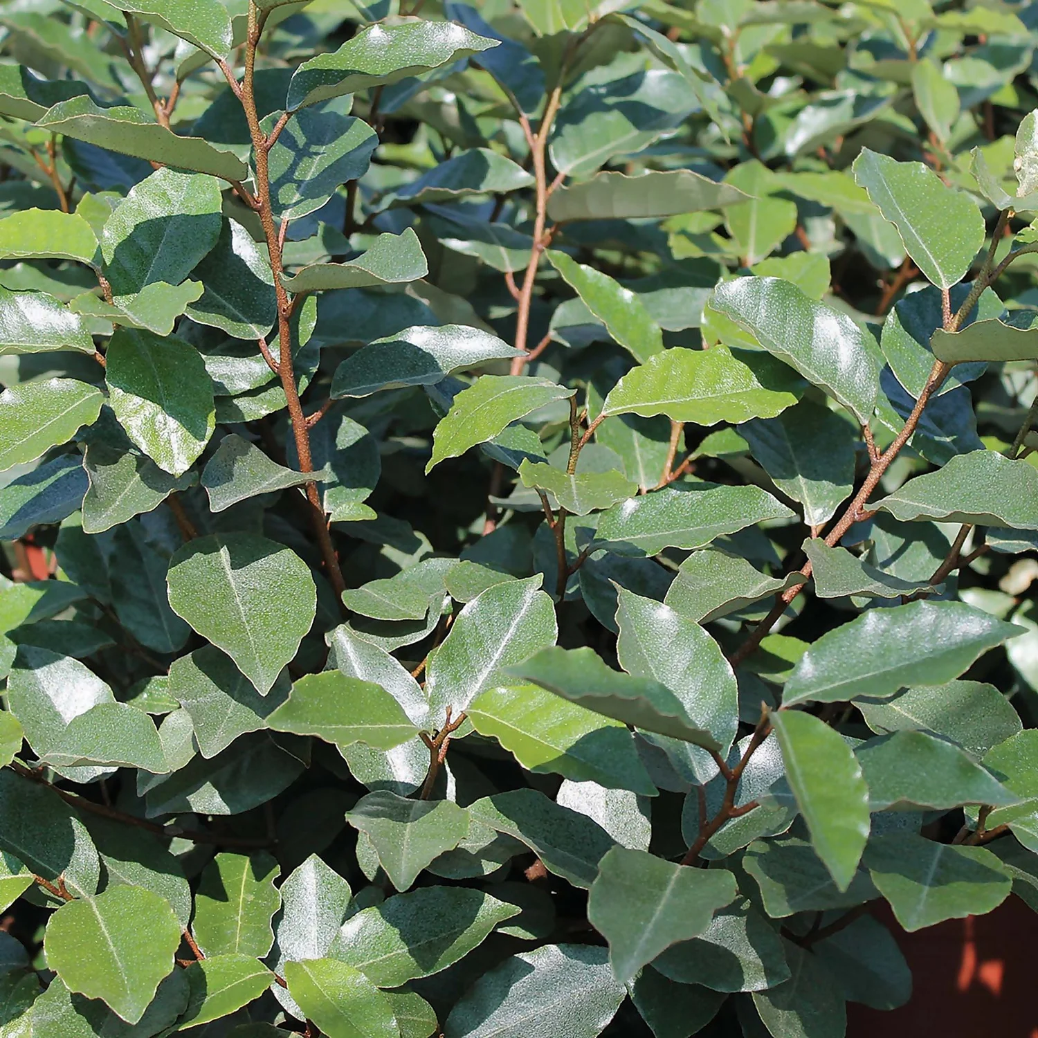 Eleagnus Ebbingei Compacta 10L 1 Eleagnus Ebbingei Compacta 10L