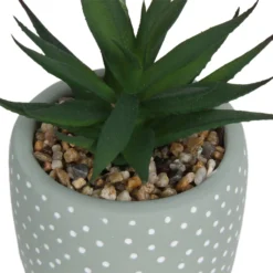 Small Succulent - Green -Garden & Outdoors 12909501 2094869235594320