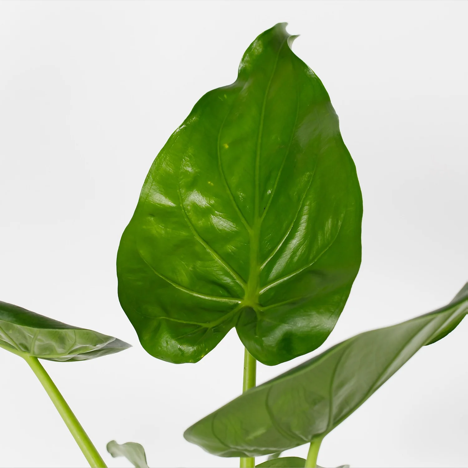 Alocasia - 17cm 2 Alocasia - 17cm - Image 2