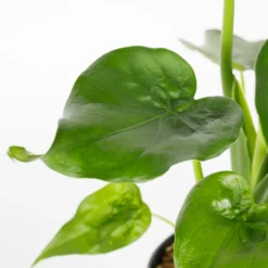 Alocasia - 17cm 6 Alocasia - 17cm -Garden & Outdoors 12940424 1095054817344619