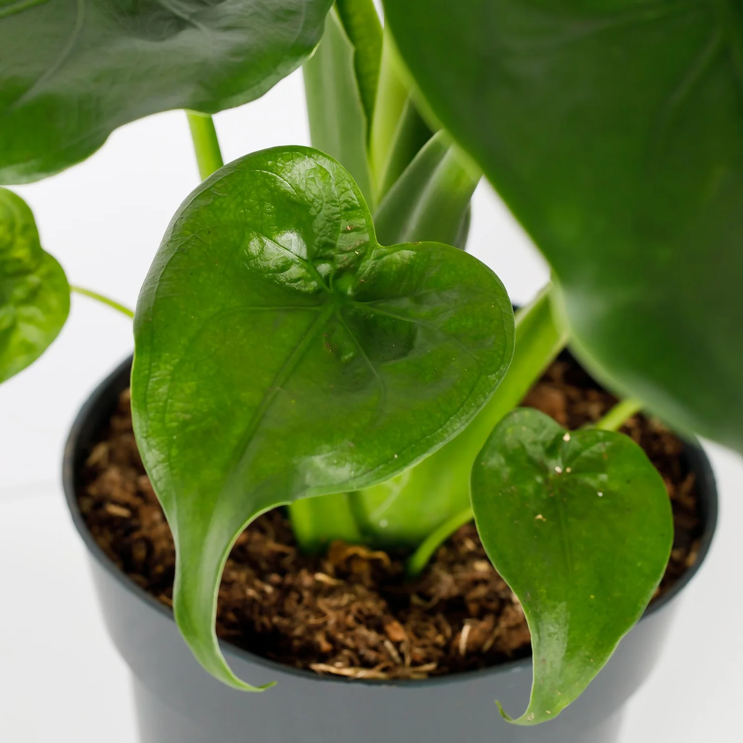 Alocasia - 17cm 4 Alocasia - 17cm - Image 4