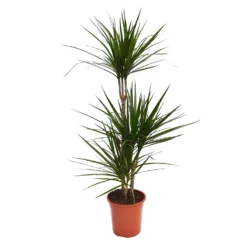 None Dracaena Marginata Mix (Dragon Tree) 60 -30 -15 - Pot Size 21cm -Garden & Outdoors 12955981 1434930929237075