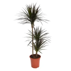 None Dracaena Marginata Mix (Dragon Tree) 60 -30 -15 - Pot Size 21cm -Garden & Outdoors 12955981 9554930929272688