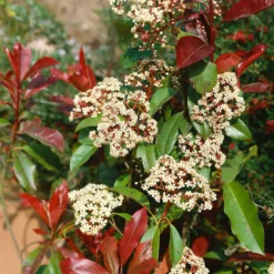 Photinia X Fraseri Little Red Robin 10L -Garden & Outdoors 13027050 7774933782526017