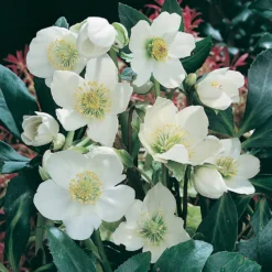 Helleborus Niger Christmas Carol 6 Pack
