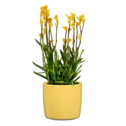 Yellow Solare Plant Pot - 15cm -Garden & Outdoors 13432909 1104914559278423