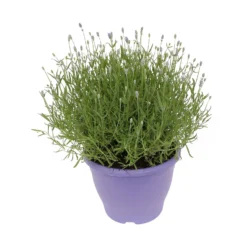 Lavender Angustifolia 26cm Purple Bowl