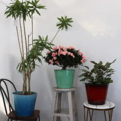 Glazed Finish Planter Mustard 50cm -Garden & Outdoors 13928633 2045001956452296