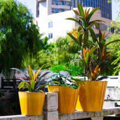 Glazed Finish Planter Mustard 50cm -Garden & Outdoors 13928633 7695001956315193