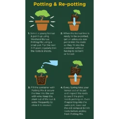Westland Bonsai Potting Mix Peat Free 4L -Garden & Outdoors 14013787 2185003754340767