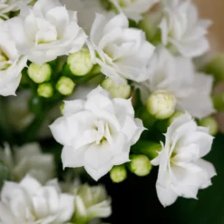 Gift Wrapped Kalanchoe - 12cm -Garden & Outdoors 14237637 1655054817734493