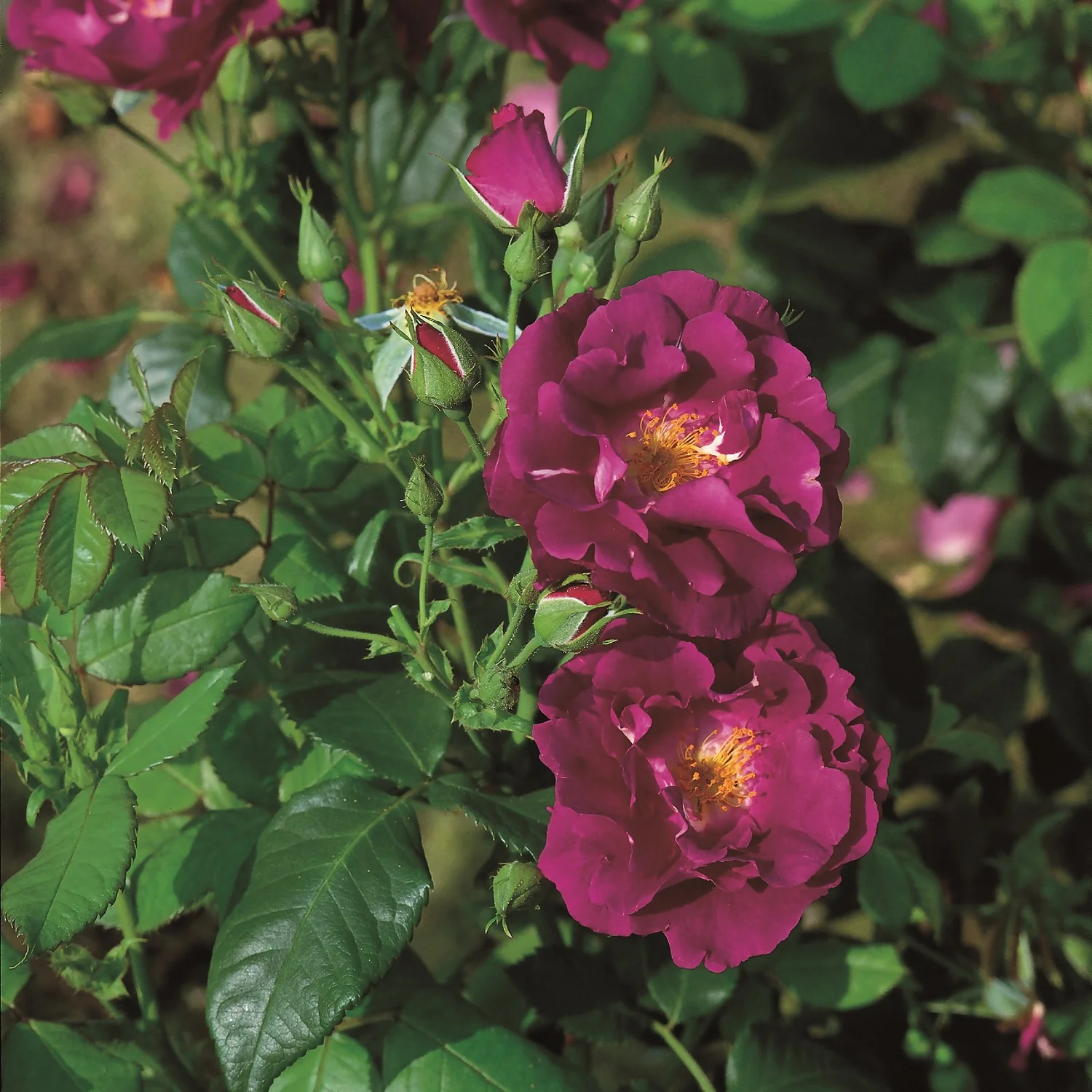 Rose Shrub Purple Mix 4.5L 2 Rose Shrub Purple Mix 4.5L - Image 2