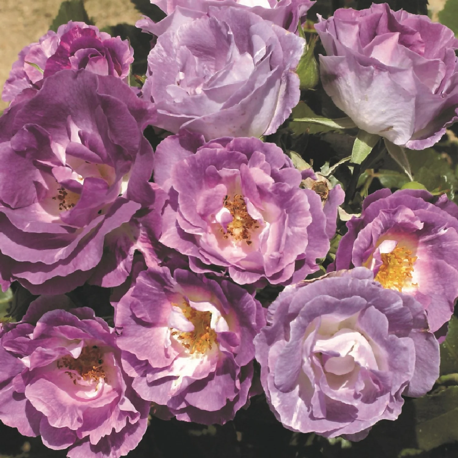 Rose Shrub Purple Mix 4.5L 1 Rose Shrub Purple Mix 4.5L