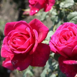 Rose Shrub Purple Mix 4.5L 5 Rose Shrub Purple Mix 4.5L -Garden & Outdoors 14238154 7385058463293621